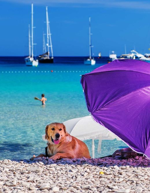 Croatia.hr | Plaże przyjazne dla zwierząt, na które możesz zabrać swojego  pupila